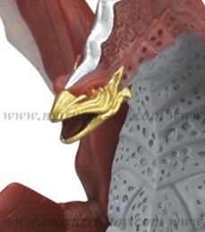 �y�o���_�C�z�E���g�����b�V���[�Y 62 �����o